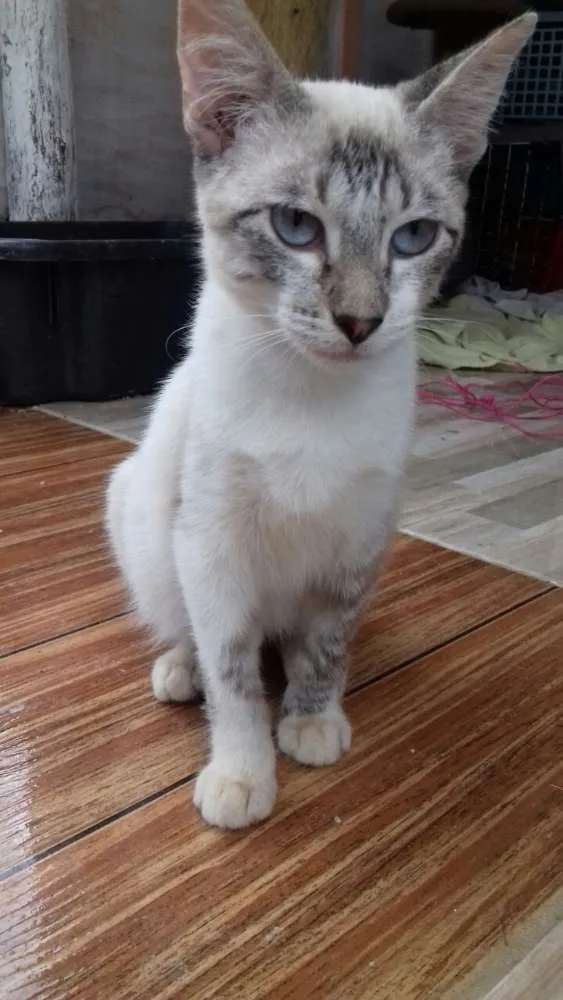Gato ra a Sem raça idade 2 a 6 meses nome Lordy