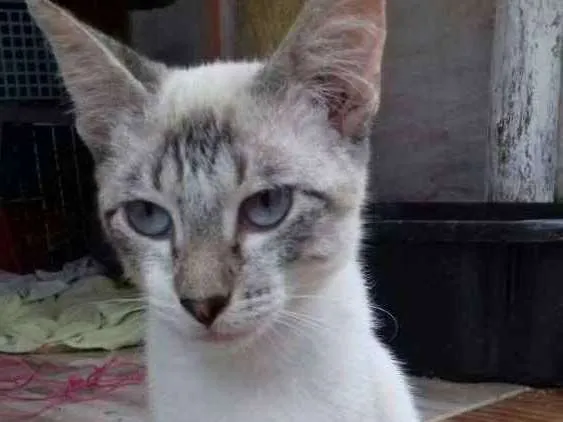 Gato ra a Sem raça idade 2 a 6 meses nome Lordy