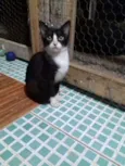 Linda