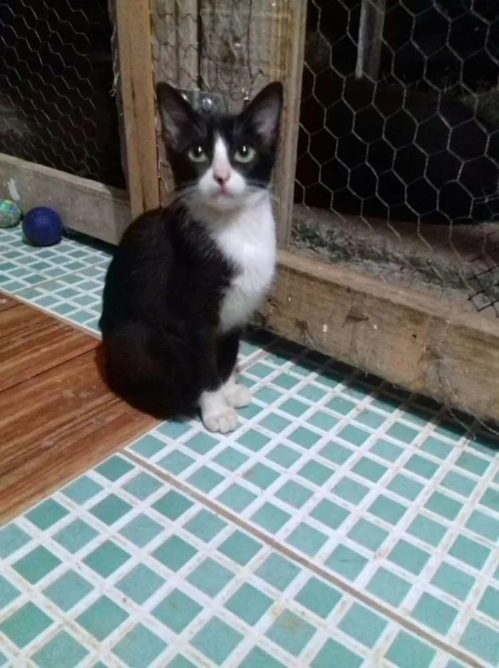 Gato ra a Sem raça idade 2 a 6 meses nome Linda
