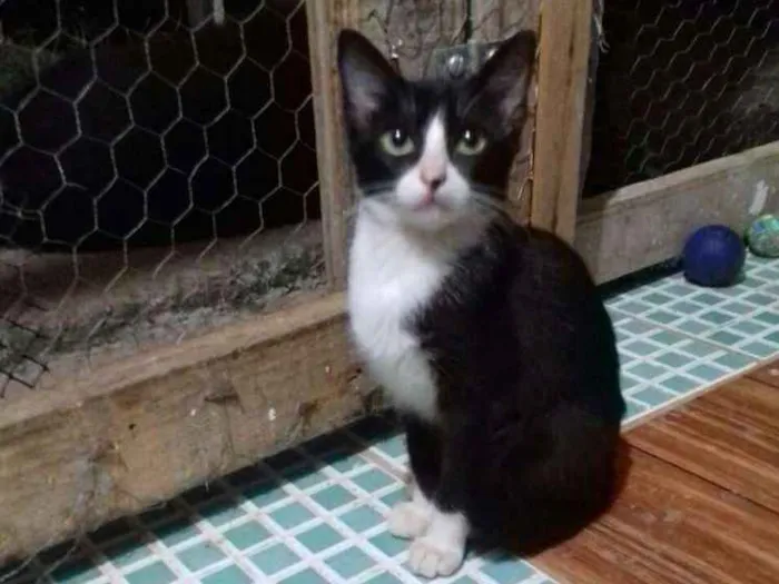 Gato ra a Sem raça idade 2 a 6 meses nome Linda