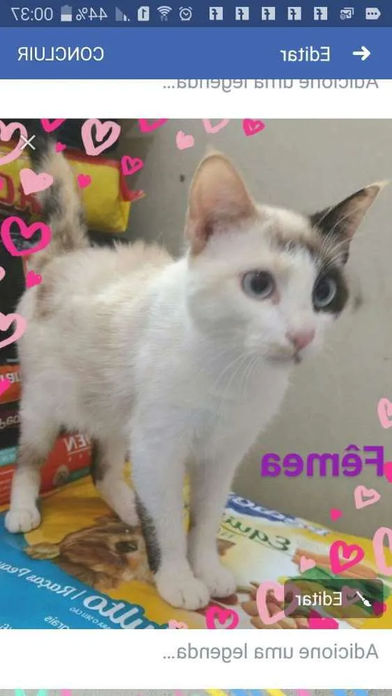 Gato ra a Sem raça idade 2 a 6 meses nome Sem nome 