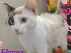 Gato raça Sem raça idade 2 a 6 meses nome Sem nome 