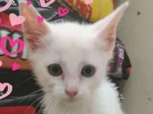 Gato raça Sem raca idade 2 a 6 meses nome Sem nome 1