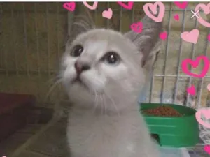 Gato raça Sem raca idade 2 a 6 meses nome Linda