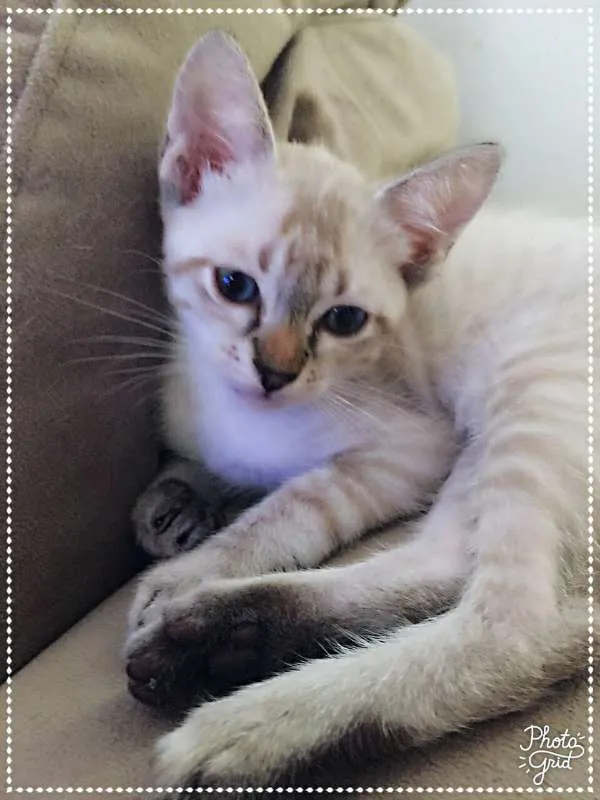 Gato ra a srd idade 2 a 6 meses nome Matteo & Dante