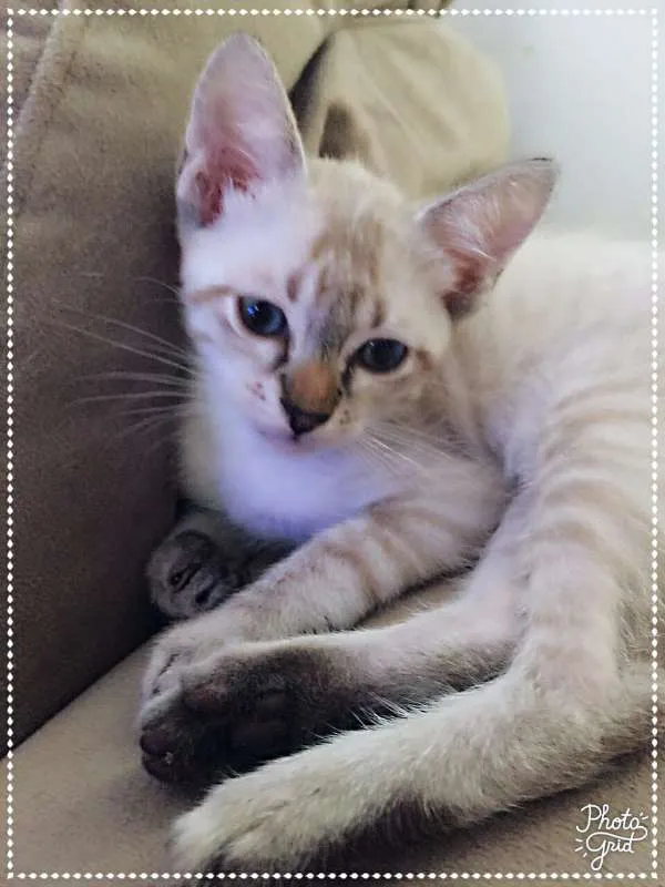 Gato ra a srd idade 2 a 6 meses nome Matteo & Dante
