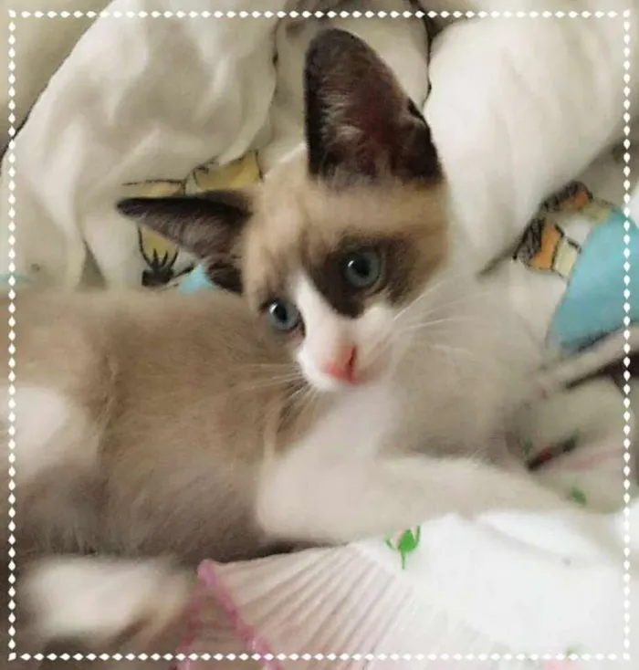 Gato ra a srd idade 2 a 6 meses nome Matteo & Dante