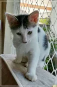 Pepê e Dudu