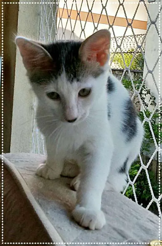Gato ra a srd idade 2 a 6 meses nome Pepê e Dudu