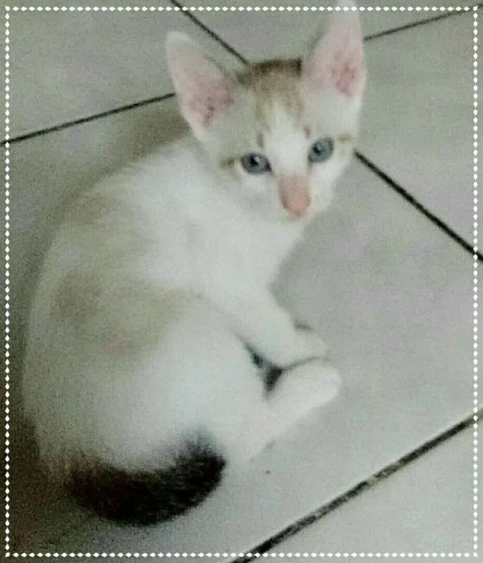 Gato ra a srd idade 2 a 6 meses nome Pepê e Dudu