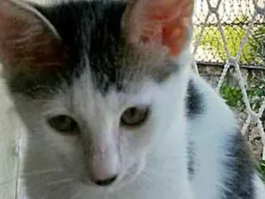 Gato raça srd idade 2 a 6 meses nome Pepê e Dudu