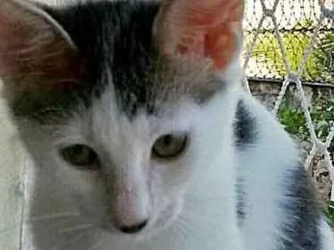 Gato ra a srd idade 2 a 6 meses nome Pepê e Dudu