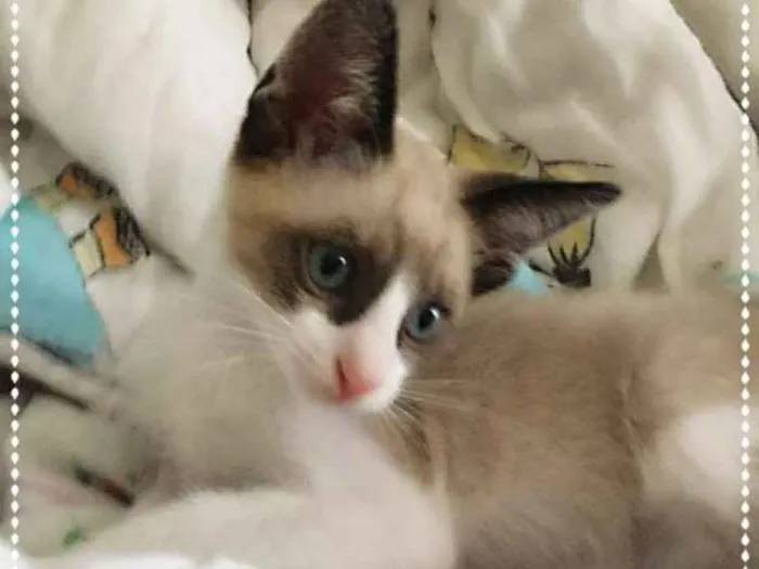Gato ra a srd idade 2 a 6 meses nome Matteo & Dante