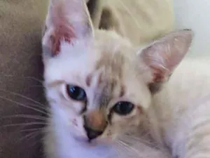 Gato raça srd idade 2 a 6 meses nome Matteo & Dante
