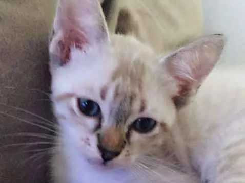 Gato ra a srd idade 2 a 6 meses nome Matteo & Dante