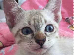 Gato raça srd idade 2 a 6 meses nome Salvatore & Matteo 