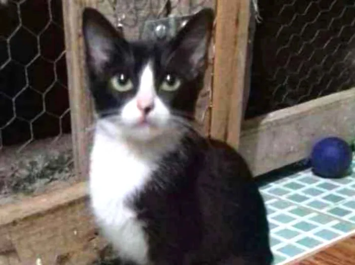 Gato ra a Sem raça idade 2 a 6 meses nome Linda