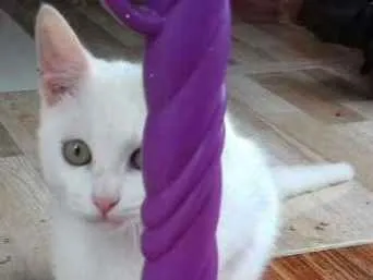 Gato ra a Sem raça idade 2 a 6 meses nome Branco