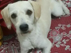 Cachorro raça Mestiça idade 7 a 11 meses nome Clarinha
