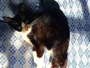 Gato raça SRD idade 2 a 6 meses nome Chicão