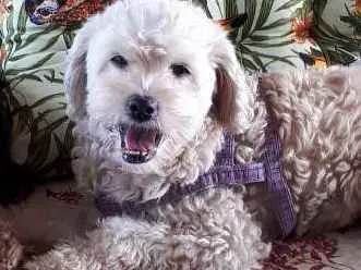 Cachorro ra a Poodlle idade 6 ou mais anos nome Sapeka