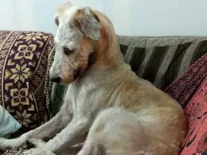 Cachorro raça Fox terrier com poodle idade 7 a 11 meses nome Bob Marley