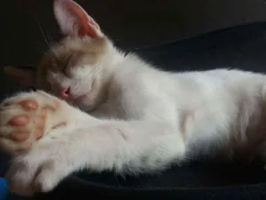Gato raça Vira-lata idade 2 a 6 meses nome Honda e Lete