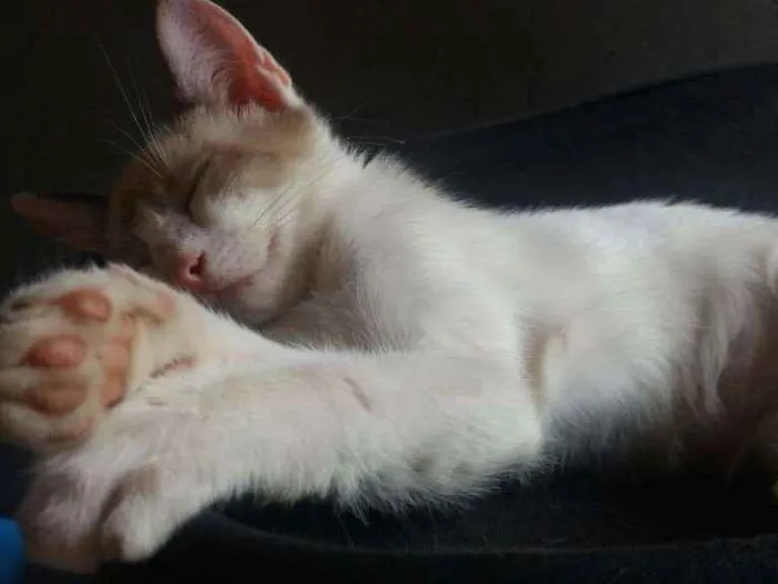 Gato ra a Vira-lata idade 2 a 6 meses nome Honda e Lete