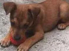 Cachorro ra a indefinida idade 2 a 6 meses nome não tem nome ainda