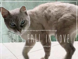 Gato raça SRD idade 3 anos nome Turin