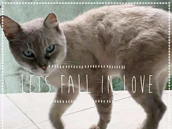 Gato ra a SRD idade 3 anos nome Turin
