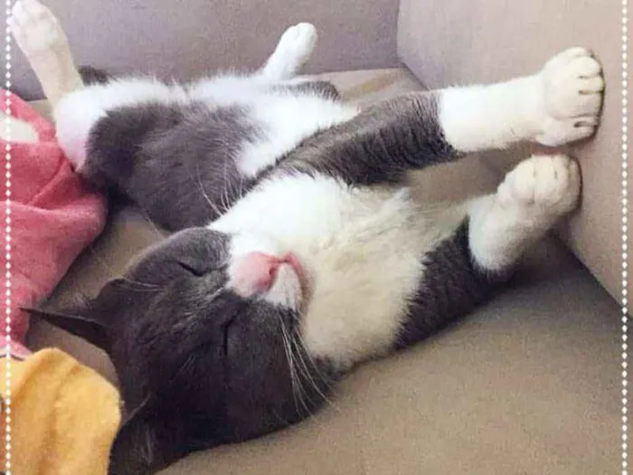 Gato ra a srd idade 2 anos nome Dom Pedro