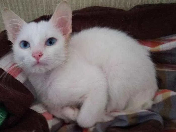 Gato ra a SRD idade 2 a 6 meses nome Rita