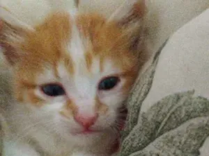 Gato raça Nao definida idade Abaixo de 2 meses nome Nenhum