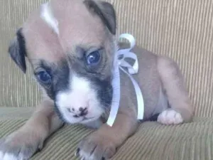 Cachorro raça Vira lata idade 2 a 6 meses nome Leia