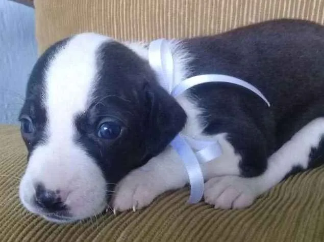 Cachorro ra a Vira lata idade 2 a 6 meses nome Maya