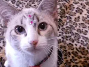 Gato raça SRD idade 2 a 6 meses nome LIKA
