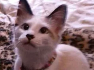 Gato raça srd idade 2 a 6 meses nome Samuca