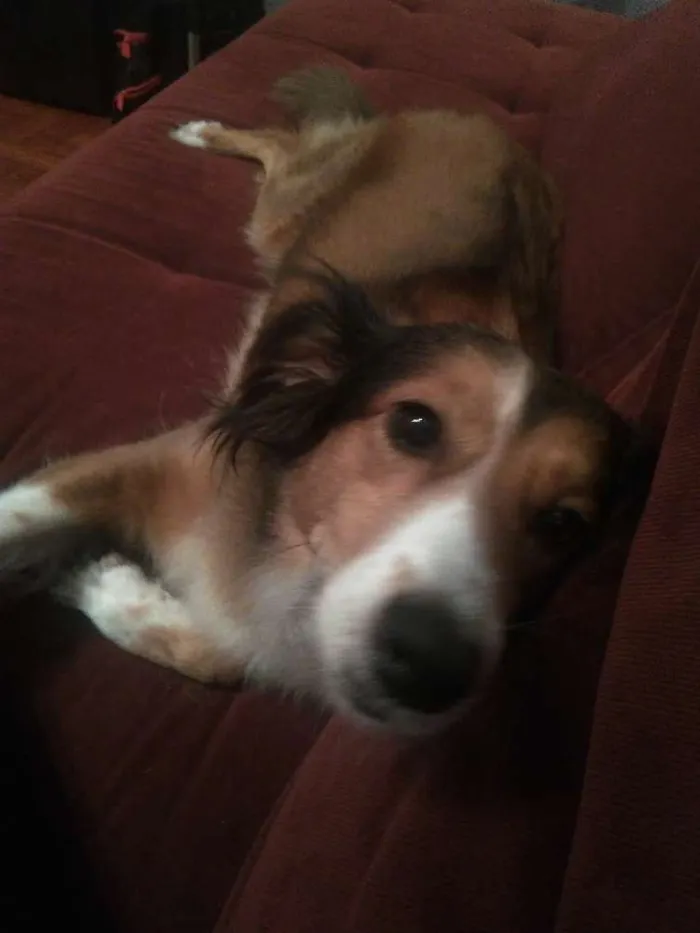Cachorro ra a Srd idade 5 anos nome Zara