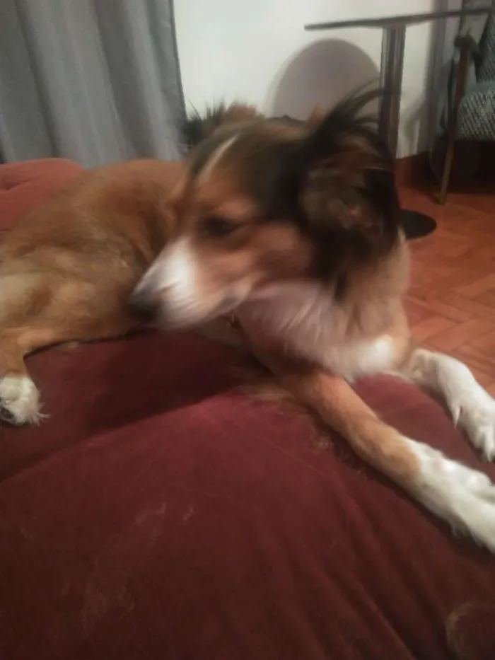 Cachorro ra a Srd idade 5 anos nome Zara