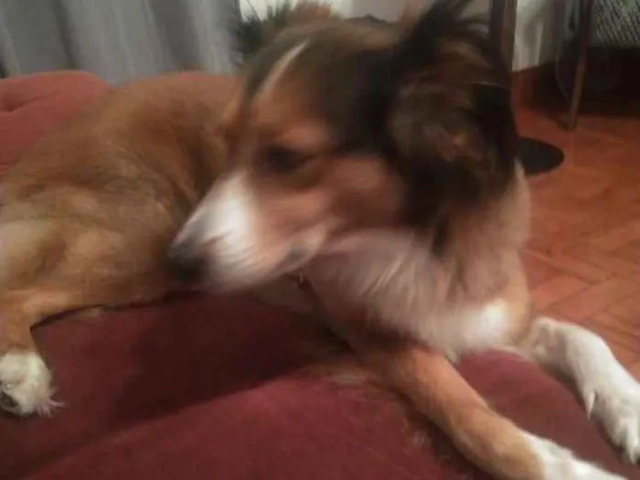 Cachorro ra a Srd idade 5 anos nome Zara