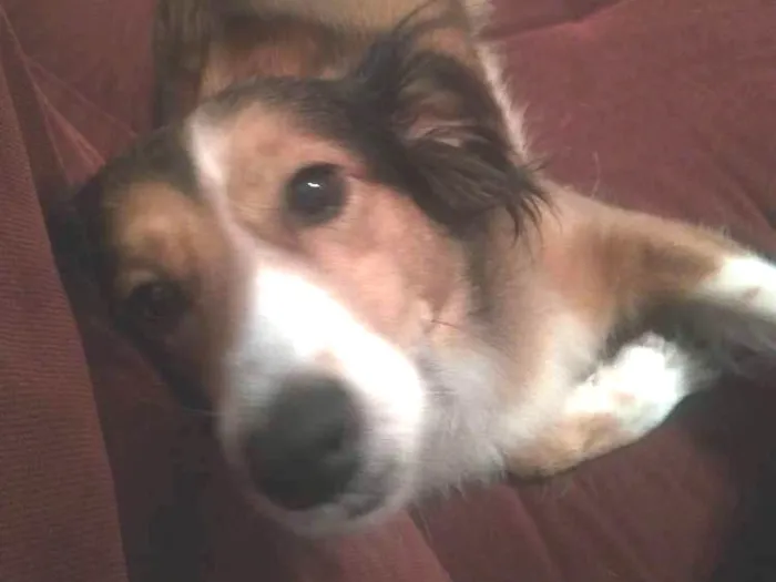 Cachorro ra a Srd idade 5 anos nome Zara