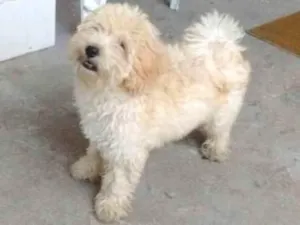 Cachorro raça Poodle com maltês  idade 2 a 6 meses nome Mel