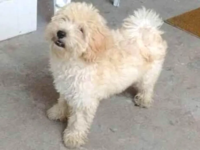 Cachorro ra a Poodle com maltês  idade 2 a 6 meses nome Mel