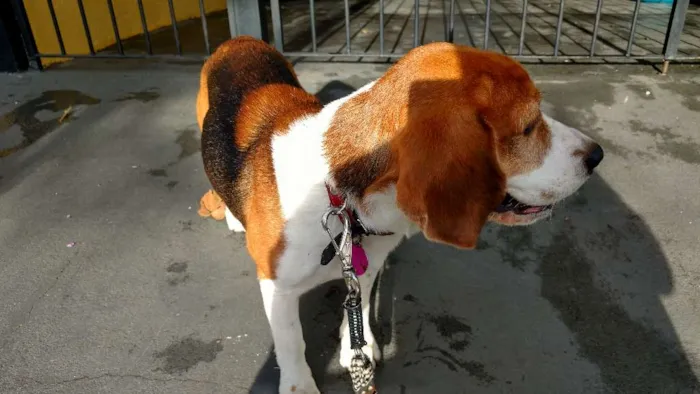 Cachorro ra a Beagle idade 5 anos nome Beagle amoroso