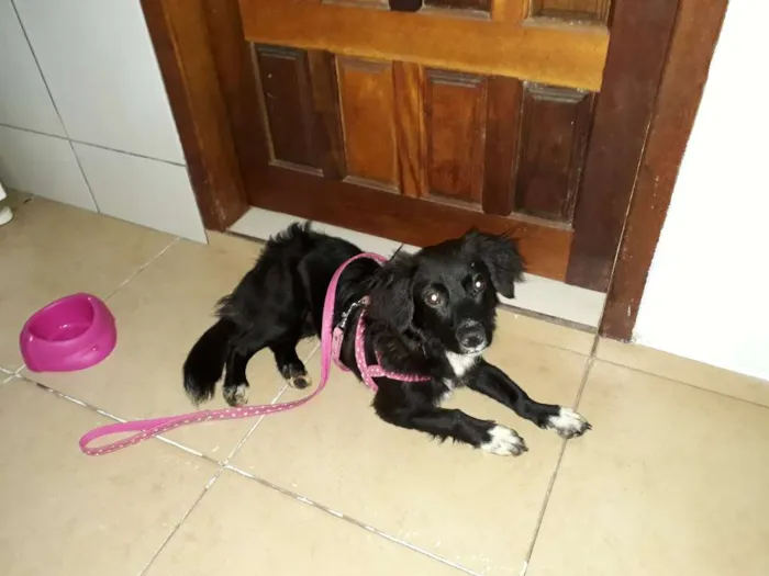 Cachorro raça SRD idade 1 ano nome Joaquim