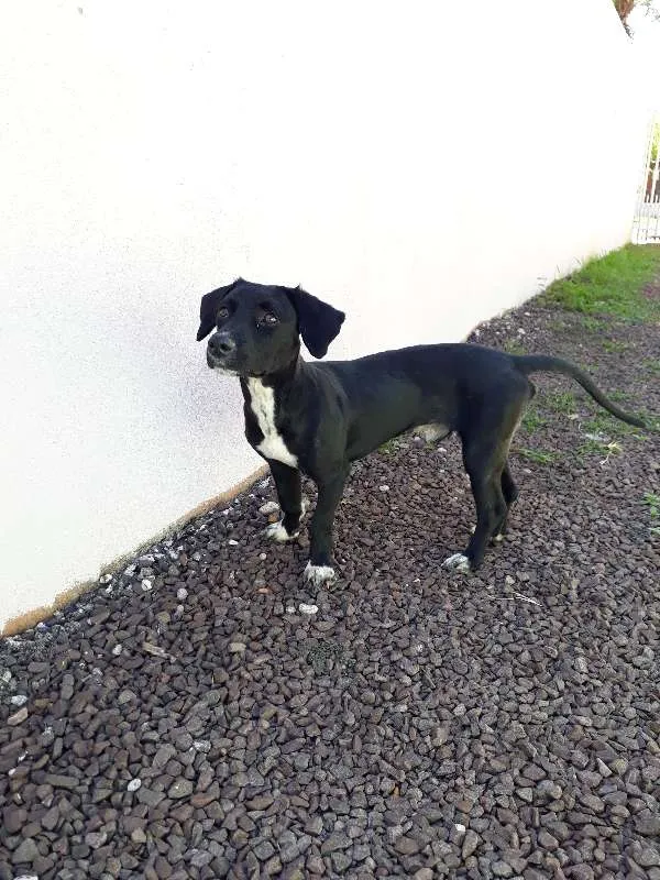 Cachorro raça SRD idade 1 ano nome Joaquim