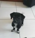 Joaquim