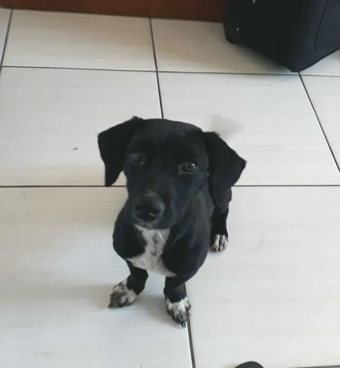 Cachorro raça SRD idade 1 ano nome Joaquim